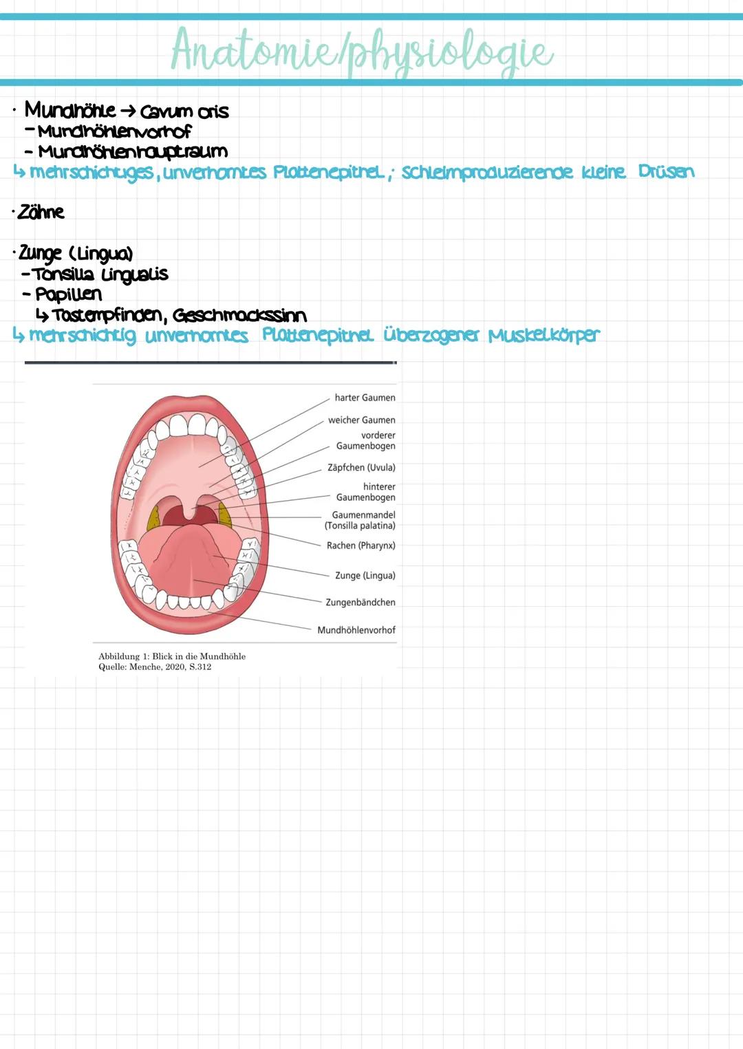 Mund-
pflege cavum oris
Lingua
Uvula
Tonsilla Lingualis
Tonsilla palatina
Pharynx
Prämolaren
Molaren
Enamelum
Perodontium
Dentin
Mukosa
Glan