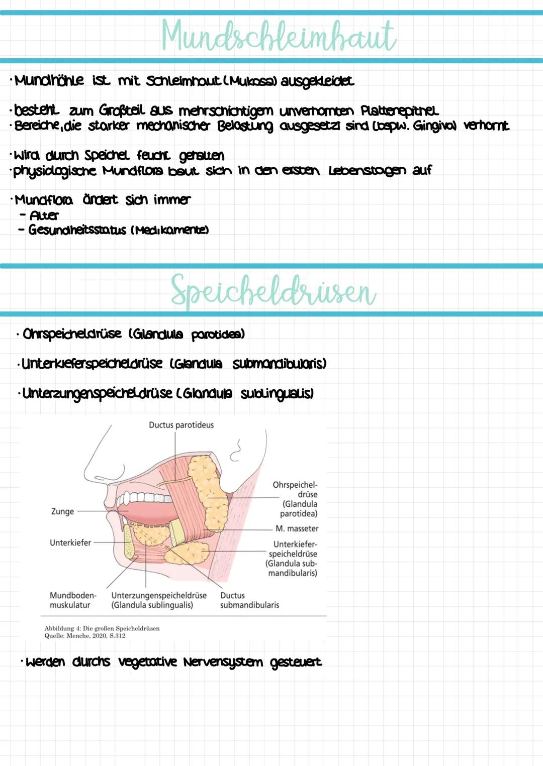 Mund-
pflege cavum oris
Lingua
Uvula
Tonsilla Lingualis
Tonsilla palatina
Pharynx
Prämolaren
Molaren
Enamelum
Perodontium
Dentin
Mukosa
Glan