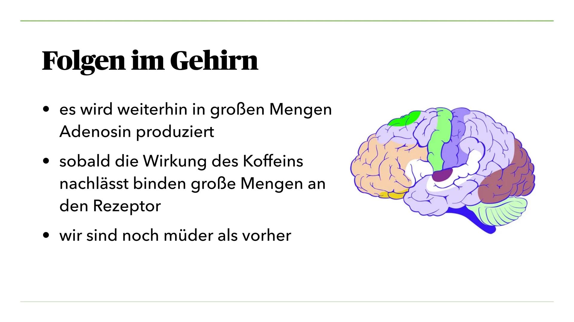 VON MIRA K. UND JULIA S.
Nikotin, Koffein, Teein
und seine Wirkung Inhalt I.
I. Nikotin
1. Was ist Nikotin?
2. Anwendung als Genussdroge
3. 