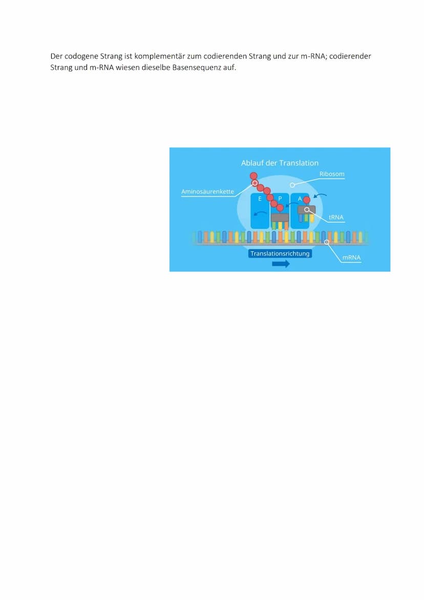 Molekulargenetik
10. DNA-Aufbau - Replikation - Reparatur
Doppelhelix
Aufbau
Reparatur
Proofreading
Desoxyribonukle
insäure
Chargaff-Regel
E