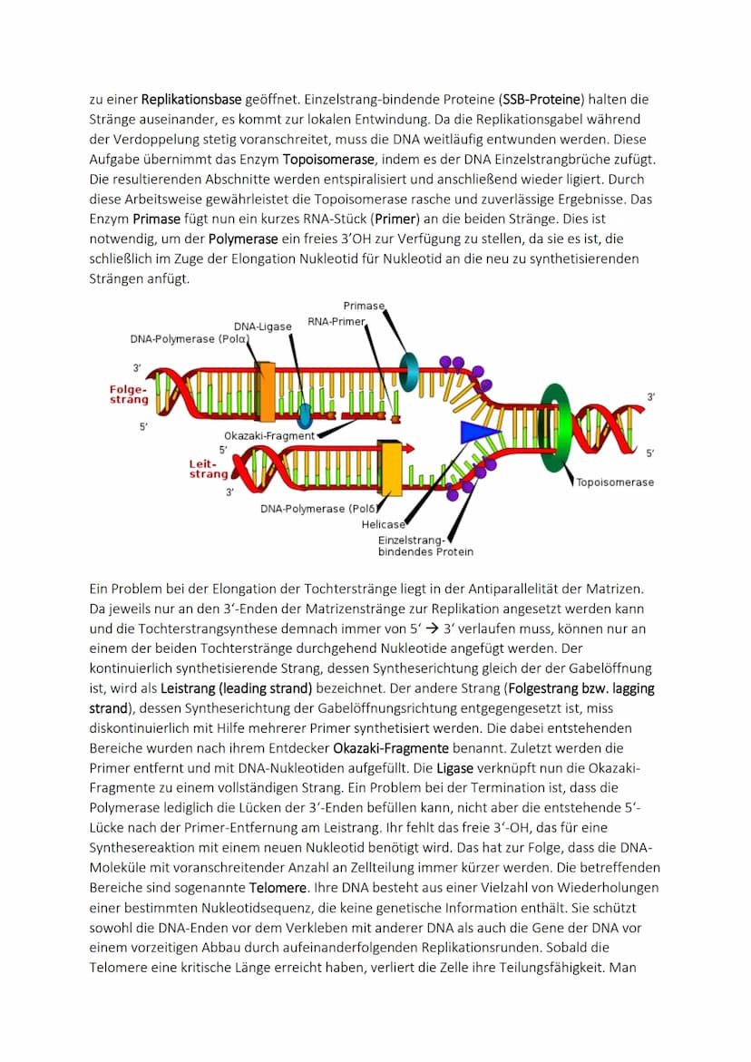 Molekulargenetik
10. DNA-Aufbau - Replikation - Reparatur
Doppelhelix
Aufbau
Reparatur
Proofreading
Desoxyribonukle
insäure
Chargaff-Regel
E
