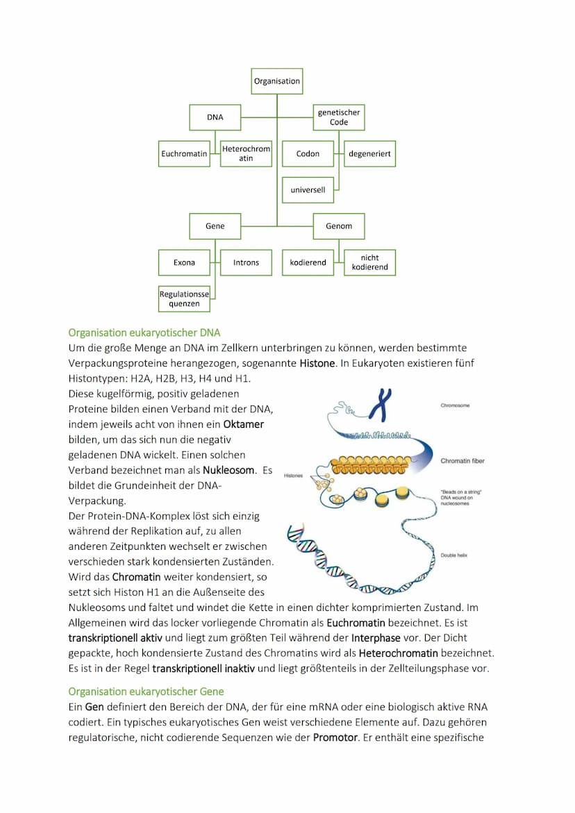 Molekulargenetik
10. DNA-Aufbau - Replikation - Reparatur
Doppelhelix
Aufbau
Reparatur
Proofreading
Desoxyribonukle
insäure
Chargaff-Regel
E