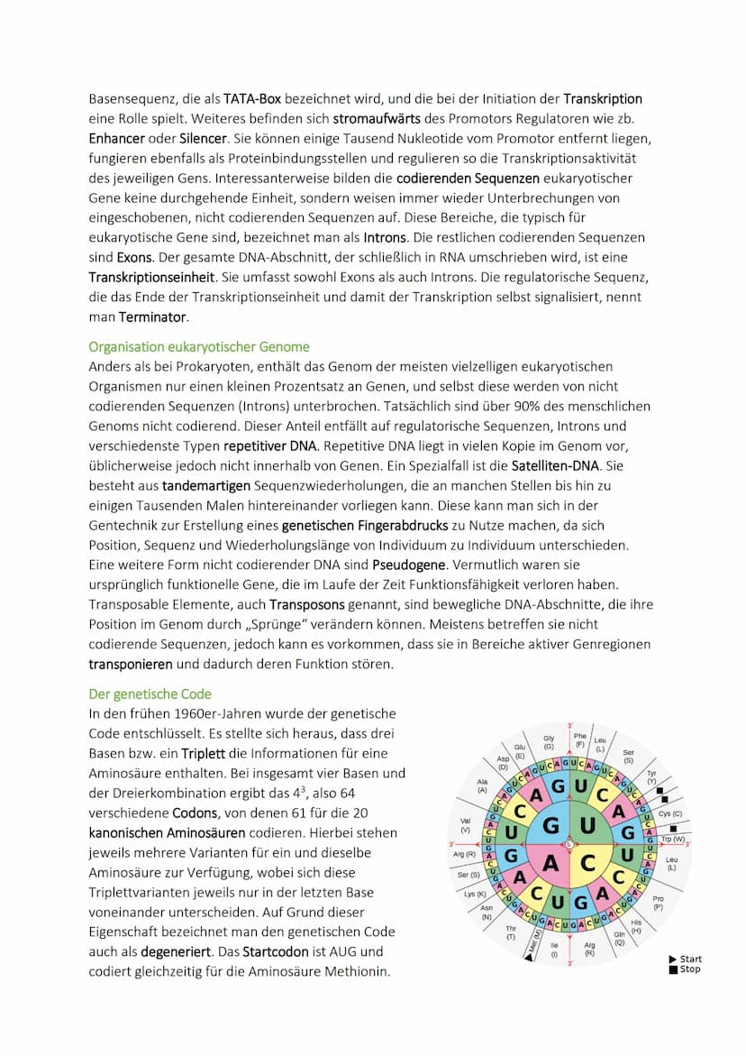 Molekulargenetik
10. DNA-Aufbau - Replikation - Reparatur
Doppelhelix
Aufbau
Reparatur
Proofreading
Desoxyribonukle
insäure
Chargaff-Regel
E
