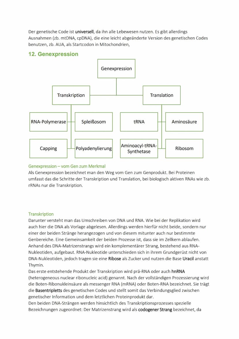 Molekulargenetik
10. DNA-Aufbau - Replikation - Reparatur
Doppelhelix
Aufbau
Reparatur
Proofreading
Desoxyribonukle
insäure
Chargaff-Regel
E