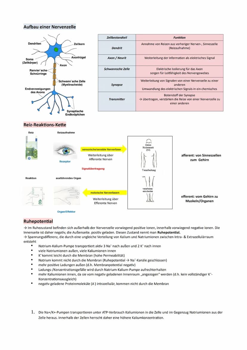 GP Lernzettel Ausscheidung / Nervensystem
● Bau und Funktionen der Niere
Bau:
9
O Nierenmark.
Nierenrinde
3 Nieren-Pyramide
Nierenkapsel
Har