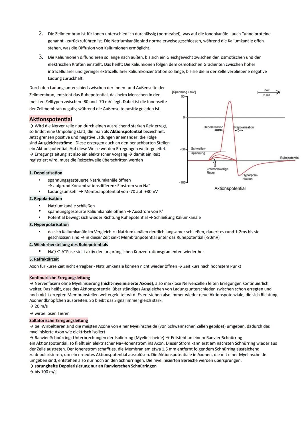 GP Lernzettel Ausscheidung / Nervensystem
● Bau und Funktionen der Niere
Bau:
9
O Nierenmark.
Nierenrinde
3 Nieren-Pyramide
Nierenkapsel
Har