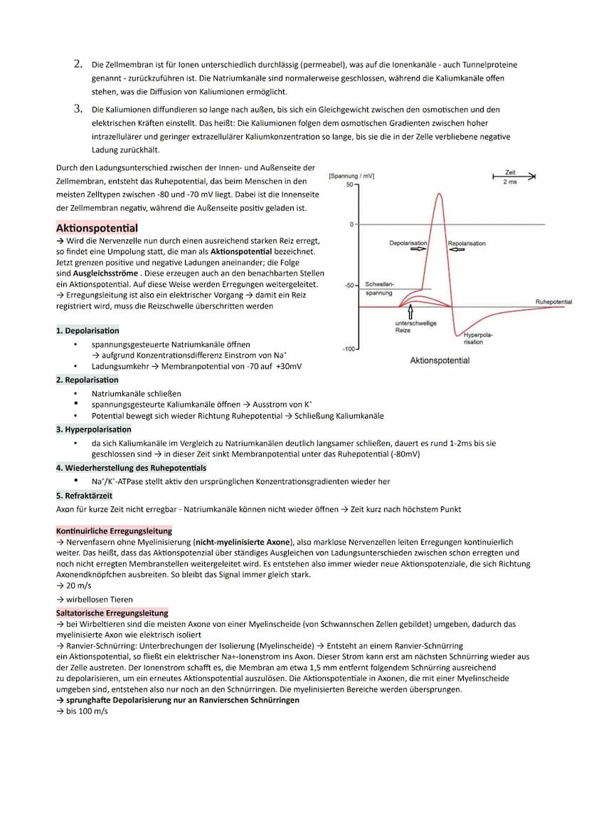 GP Lernzettel Ausscheidung / Nervensystem
● Bau und Funktionen der Niere
Bau:
9
O Nierenmark.
Nierenrinde
3 Nieren-Pyramide
Nierenkapsel
Har