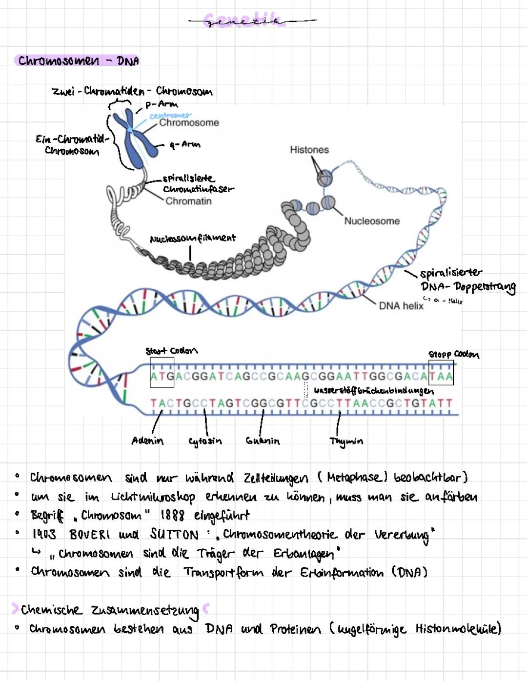 Die Chromosomentheorie der Vererbung 1903 und Karyogramme einfach erklärt