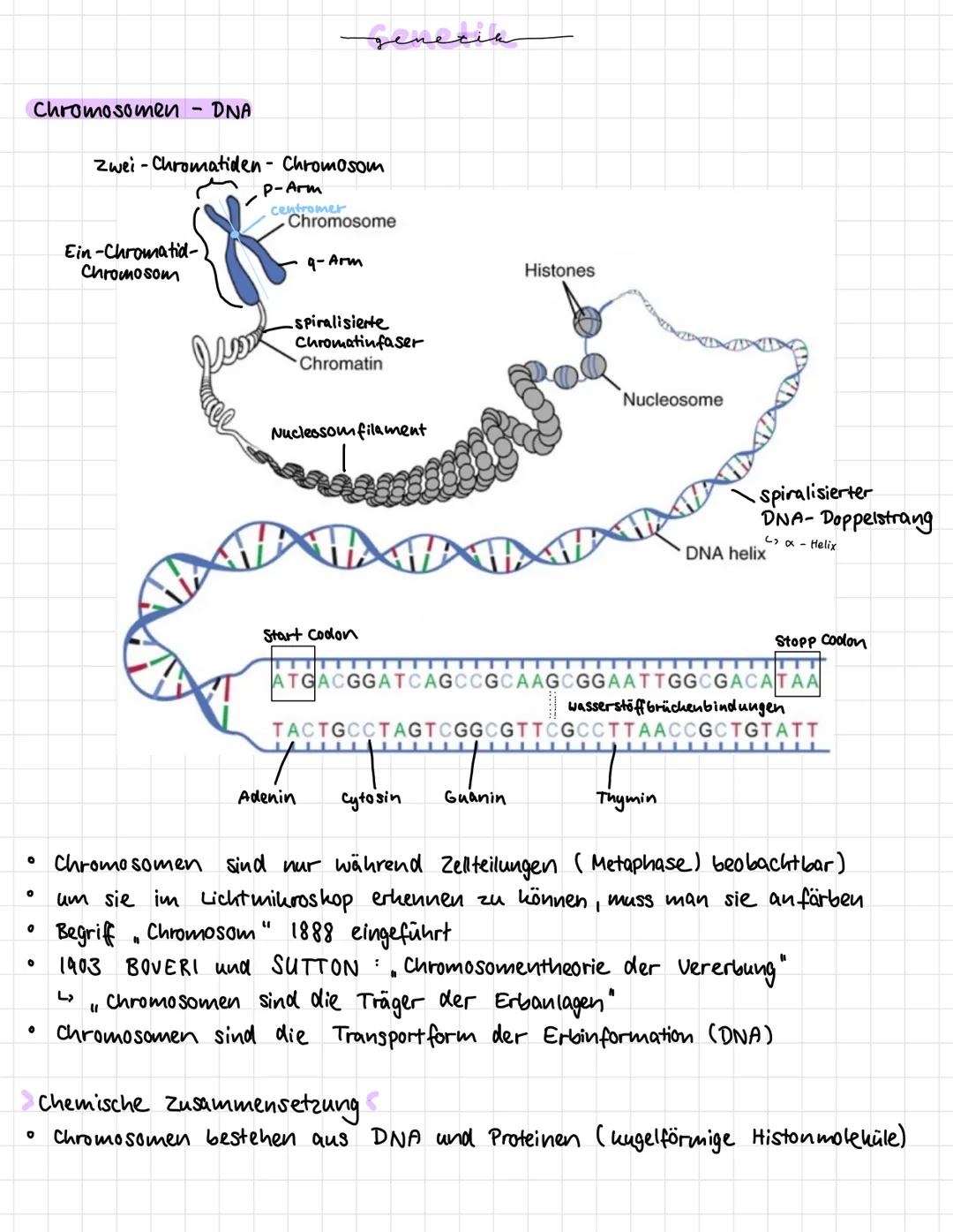 Chromosomen DNA
O
0
0
O
0
0
Ein-Chromatid-
Chromosom
Zwei-Chromatiden- Chromosom
با
"
P-Arm
"
centromer
senecie
Chromosome
9-Arm
-spiralisie