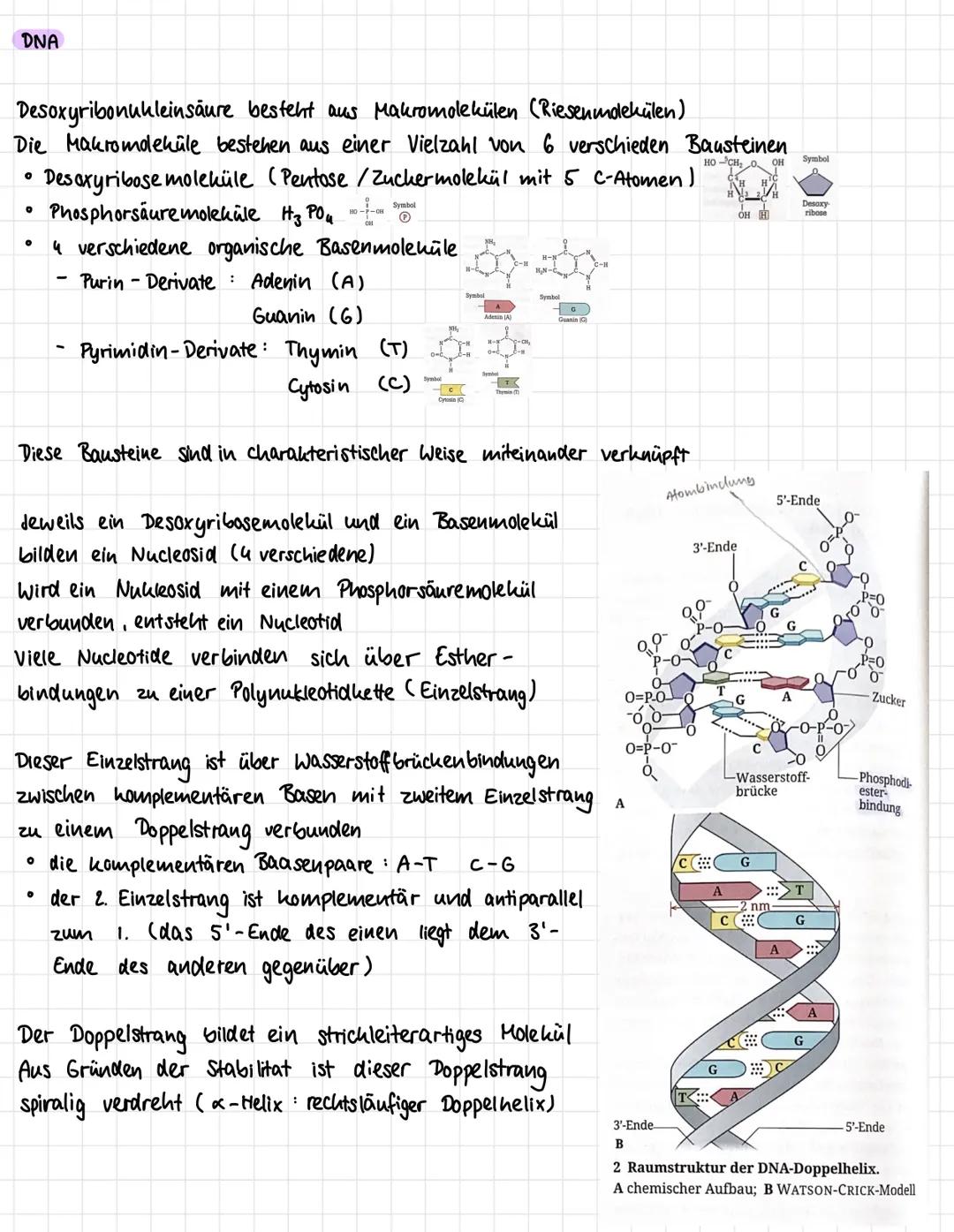 Chromosomen DNA
O
0
0
O
0
0
Ein-Chromatid-
Chromosom
Zwei-Chromatiden- Chromosom
با
"
P-Arm
"
centromer
senecie
Chromosome
9-Arm
-spiralisie