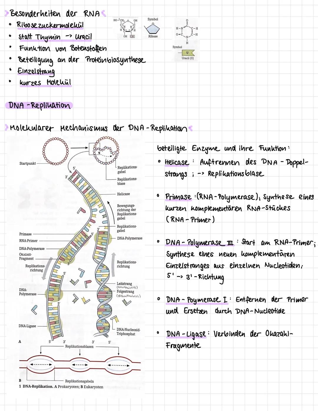 Chromosomen DNA
O
0
0
O
0
0
Ein-Chromatid-
Chromosom
Zwei-Chromatiden- Chromosom
با
"
P-Arm
"
centromer
senecie
Chromosome
9-Arm
-spiralisie