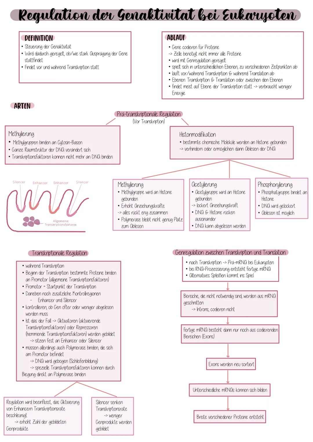 Regulation der Genaktivitat bei Eukaryoten
DEFINITION
Steuerung der Genaktivitat
• Wird dadurch geregelt, ob/wie stark ausprägung der Gene
s