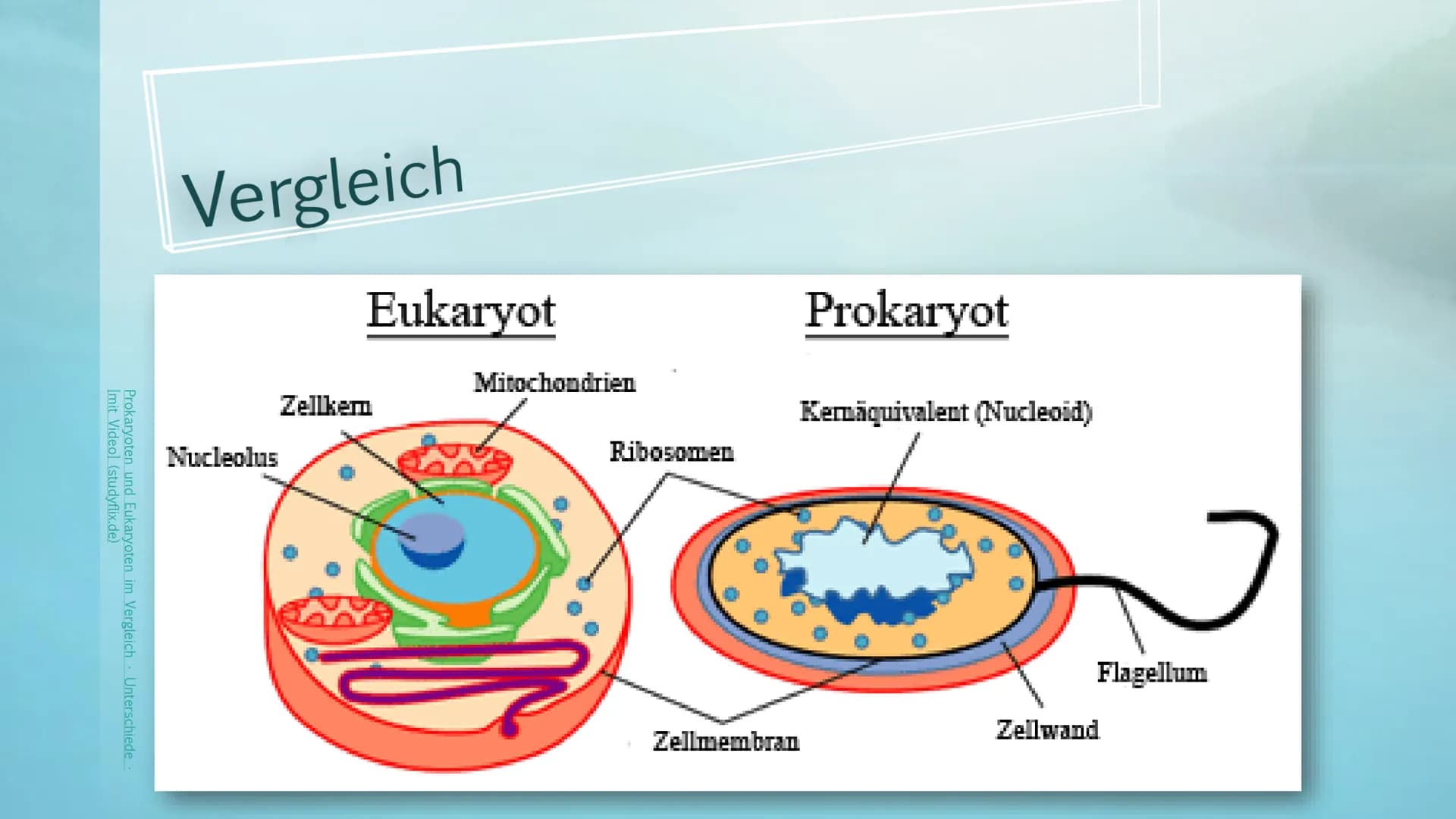 Prokaryoten& Eukaryoten
Viviana Scafiti Inhalt
KADAD
C
Was sind Prokaryoten&
Eukaryoten
• Unterschiede; Vergleich
●
Gemeinsamkeiten
●
• Beis