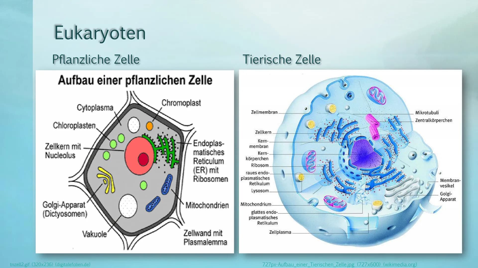 Prokaryoten& Eukaryoten
Viviana Scafiti Inhalt
KADAD
C
Was sind Prokaryoten&
Eukaryoten
• Unterschiede; Vergleich
●
Gemeinsamkeiten
●
• Beis