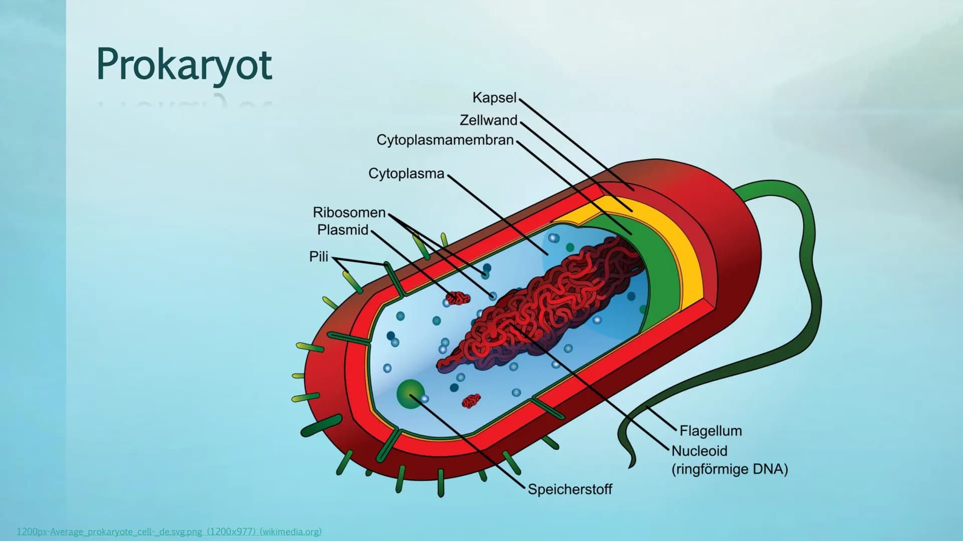 Prokaryoten& Eukaryoten
Viviana Scafiti Inhalt
KADAD
C
Was sind Prokaryoten&
Eukaryoten
• Unterschiede; Vergleich
●
Gemeinsamkeiten
●
• Beis