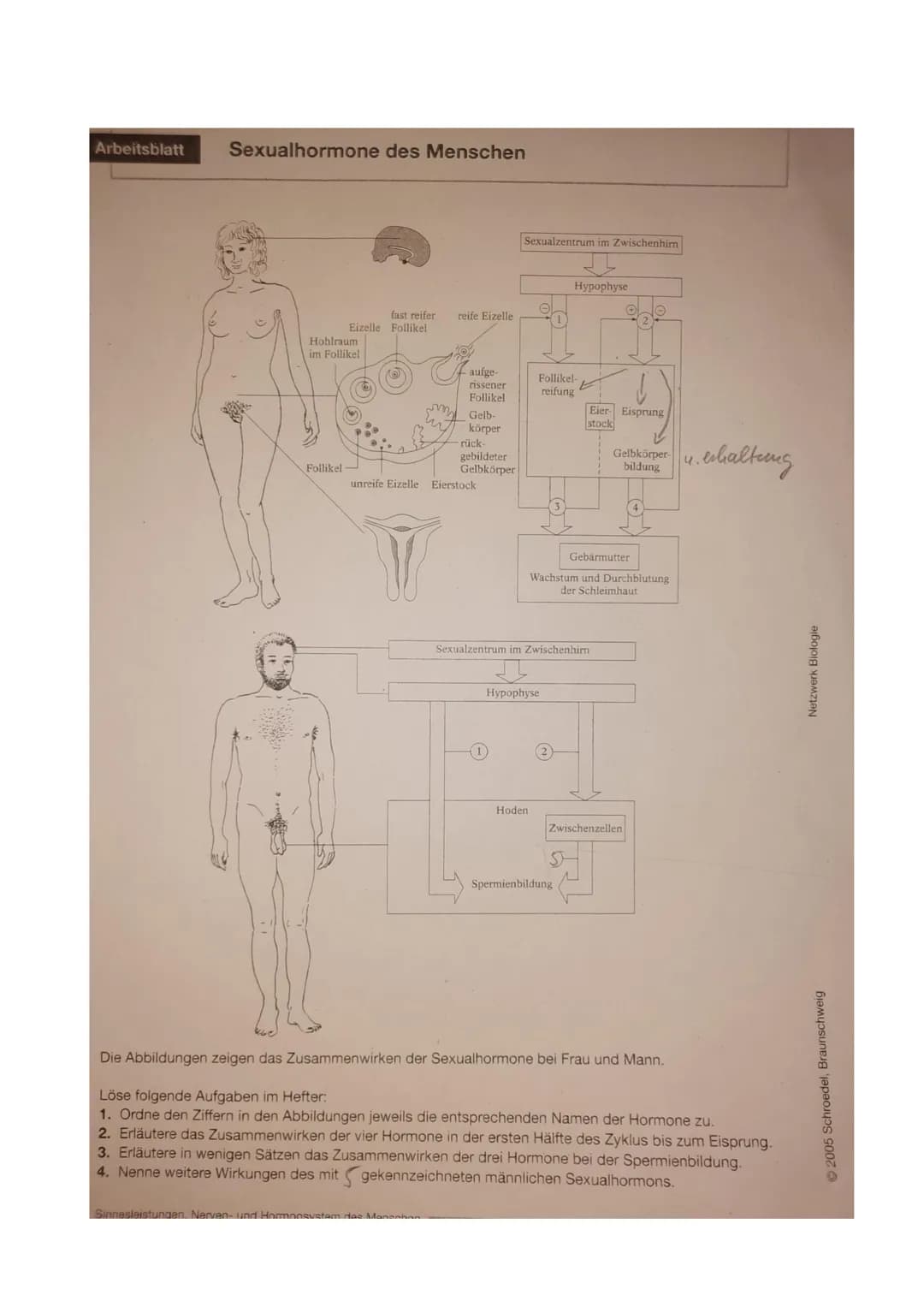 Arbeitsblatt Sexualhormone des Menschen
Hohlraum.
im Follikel
Follikel
fast reifer
Eizelle Follikel
reife Eizelle
aufge-
rissener
Follikel
S