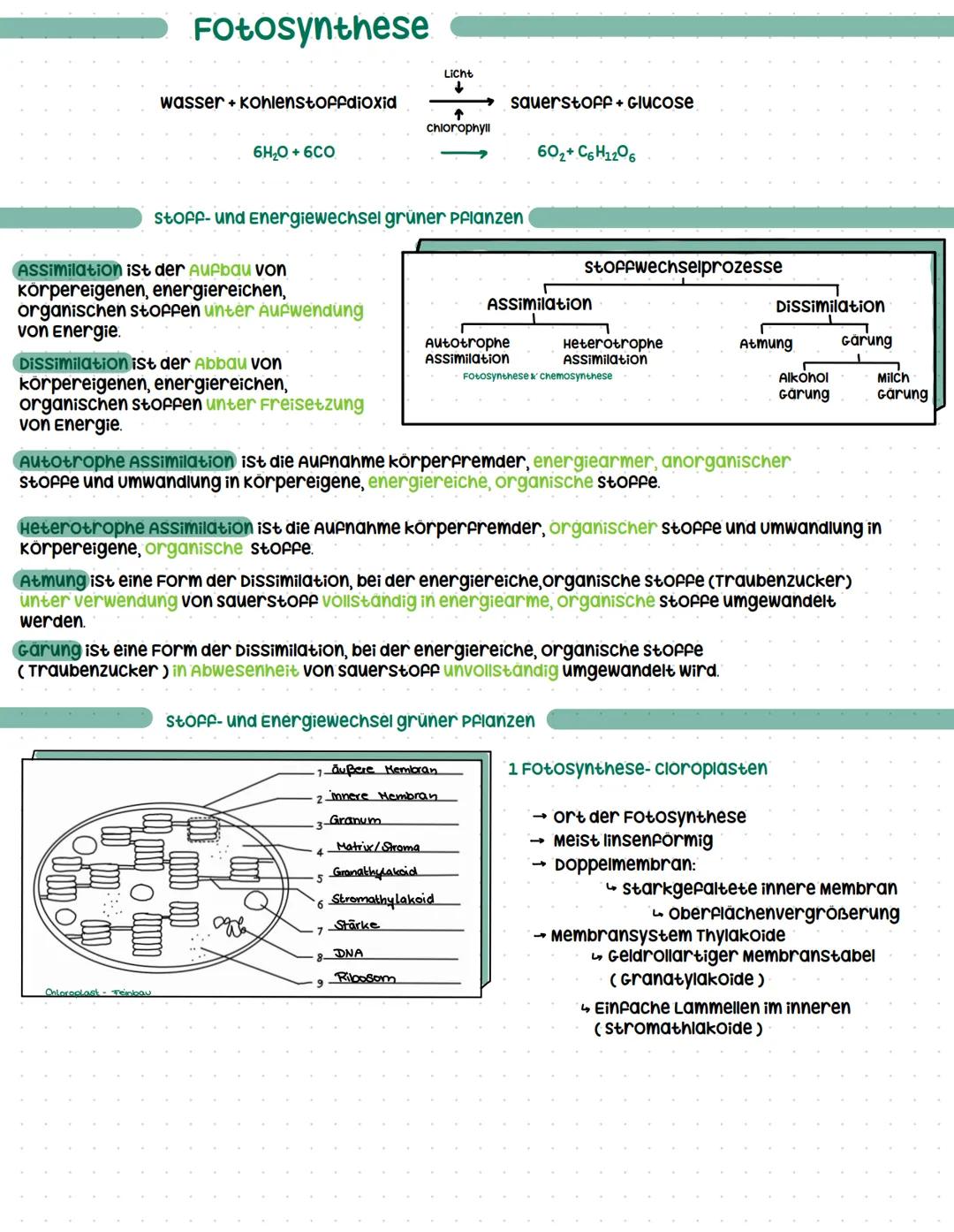 # Fotosynthese

Licht
↓
wasser + Kohlenstoffdioxid
sauerstoff + Glucose
↑
chlorophyll

6H₂O + 6CO
602+ C6H12O6

Stoff- und Energiewechsel gr