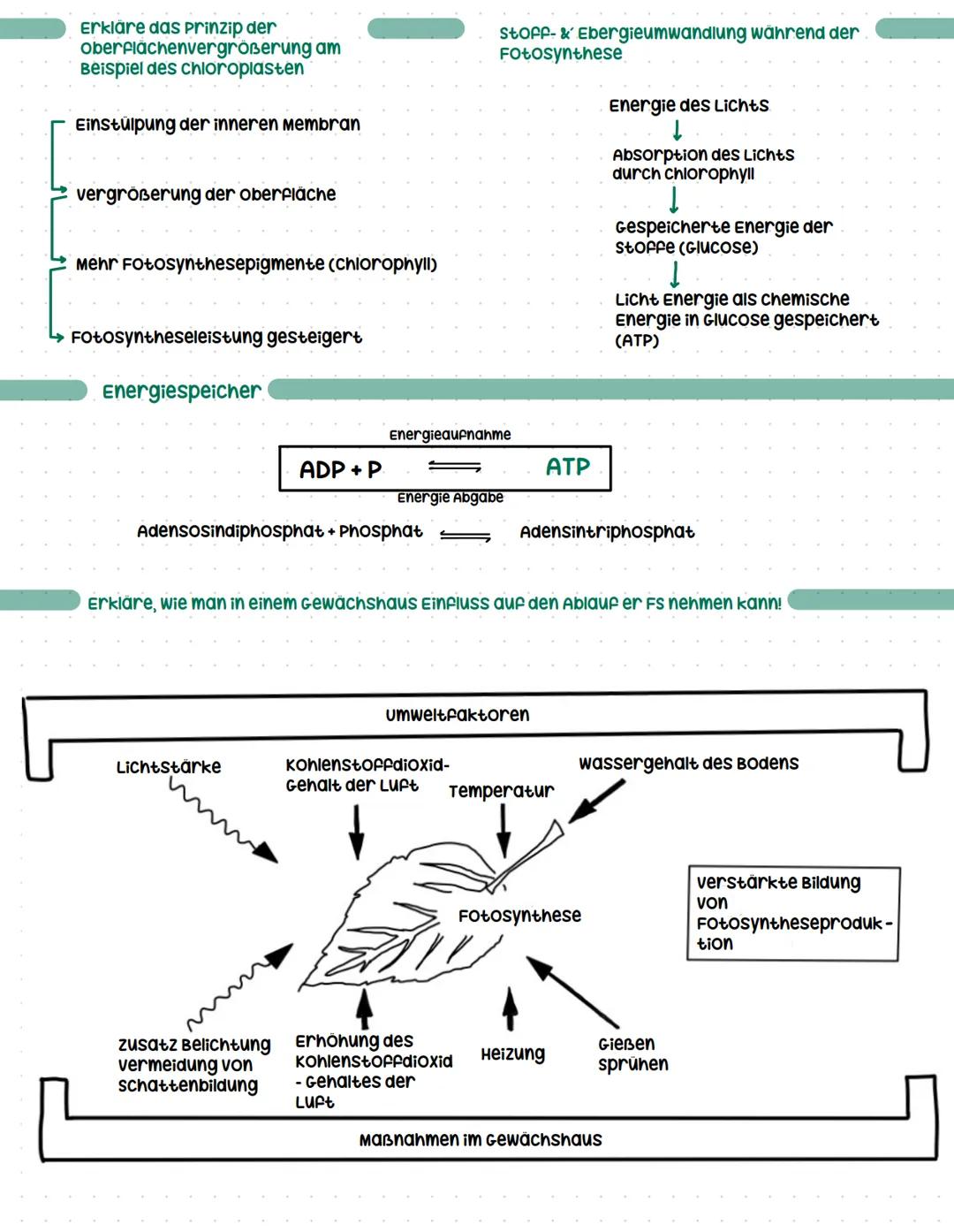 # Fotosynthese

Licht
↓
wasser + Kohlenstoffdioxid
sauerstoff + Glucose
↑
chlorophyll

6H₂O + 6CO
602+ C6H12O6

Stoff- und Energiewechsel gr