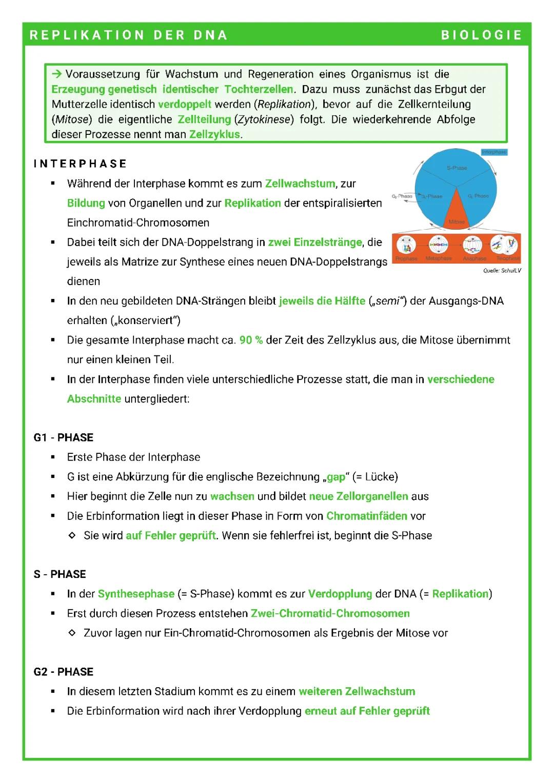 Einfach erklärt: DNA-Replikation und Zellzyklus - Mitose, Interphase und mehr!