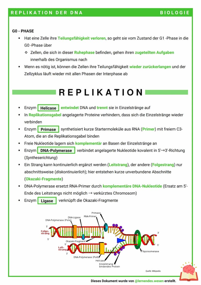 REPLIKATION DER DNA
→ Voraussetzung für Wachstum und Regeneration eines Organismus ist die
Erzeugung genetisch identischer Tochterzellen. Da