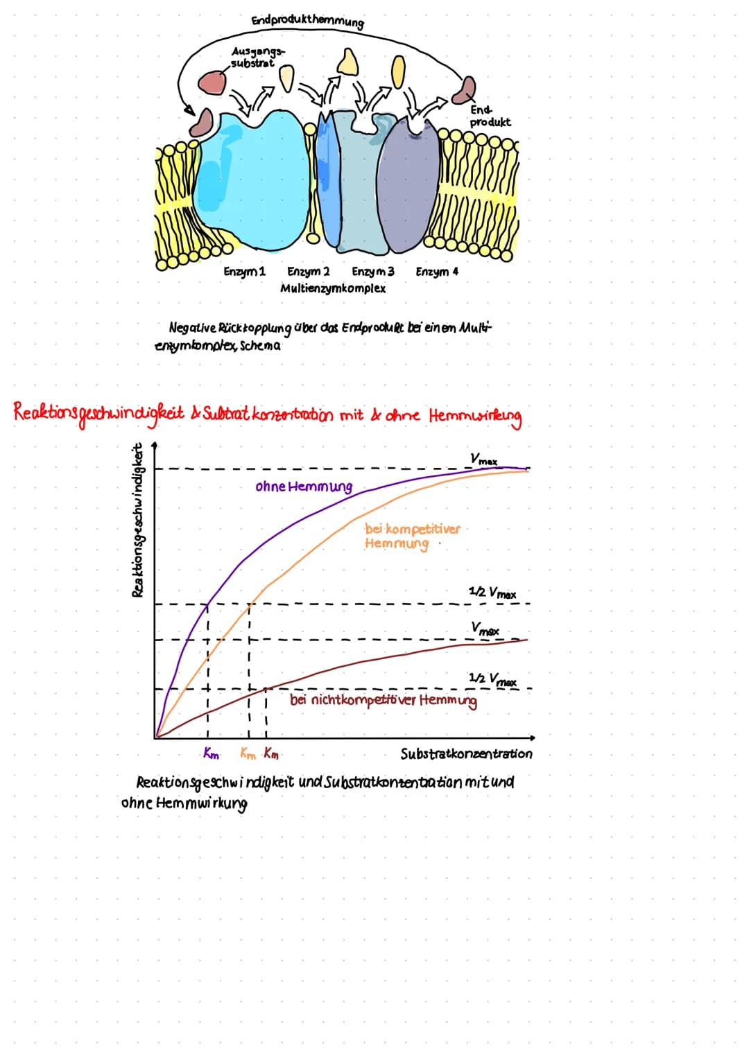 Verschiedene Arten der Hemming
reversible. Hemming
Der Inhibitor bindet vorübergehend an das Entym und konn wieder abgespalten werden. Das E