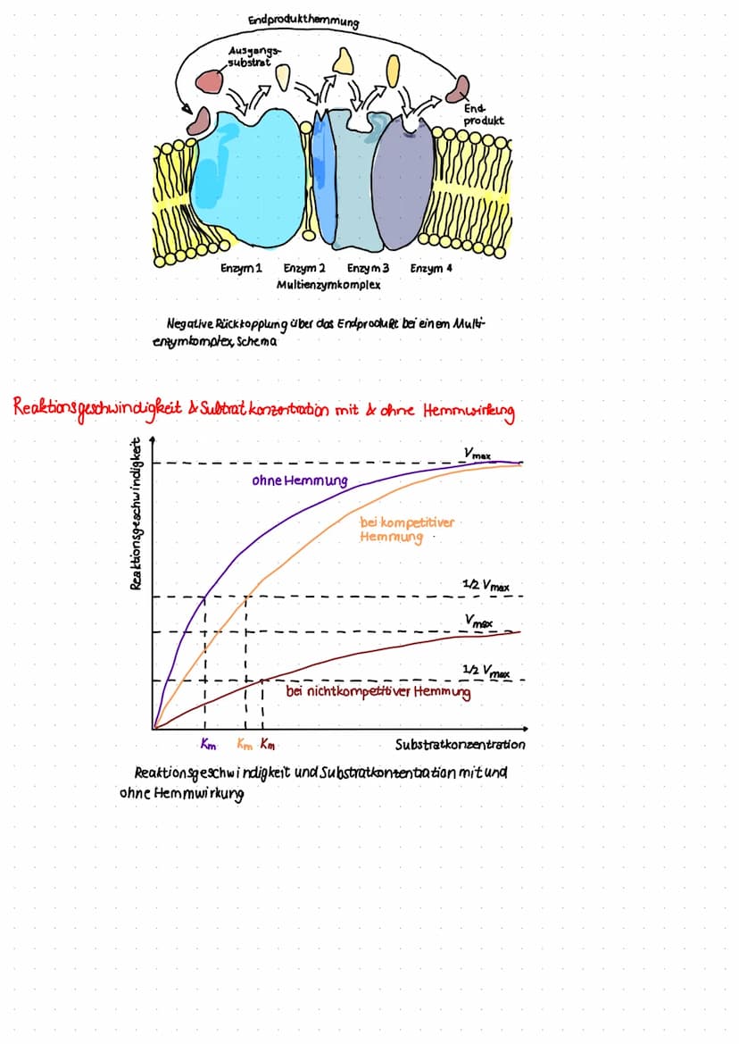 Verschiedene Arten der Hemming
reversible. Hemming
Der Inhibitor bindet vorübergehend an das Entym und konn wieder abgespalten werden. Das E