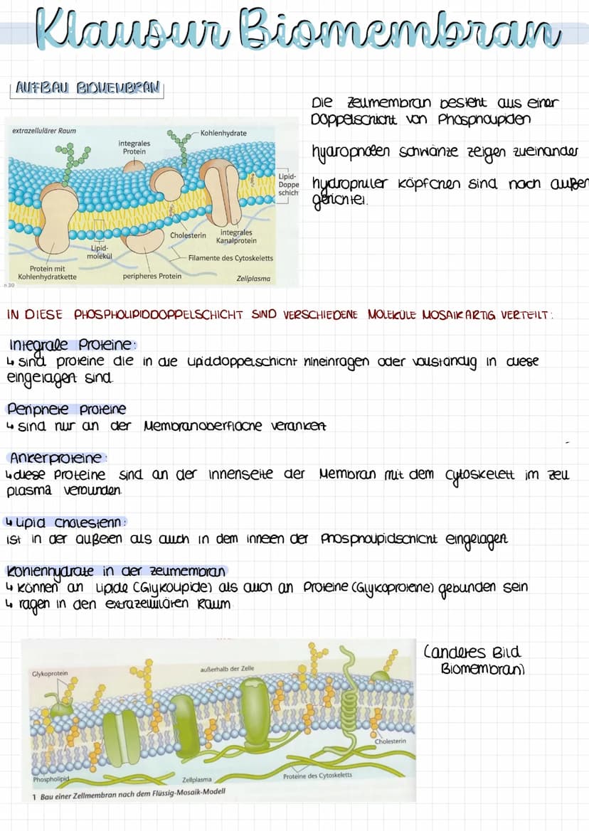 Klausur Biomembran
AUFBAU UND EIGENSCHAFTEN EINES PHOSPHOLIPIDS
Phospholipide sind lipide, deren Moleküle einen unpolaren Rest und einen pol