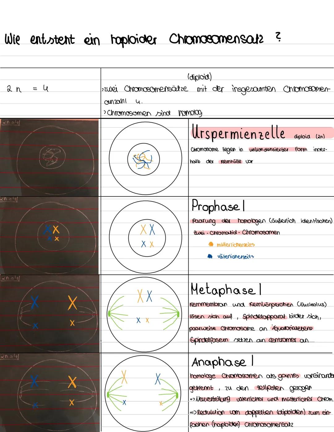 Wie entstent ein haploider Chromosomensatz ?

2 n
= 4

(diploid)
zwei Chromosomensätze mit der insgesamten Chromosomen-
canzahl 4.
Chromosom