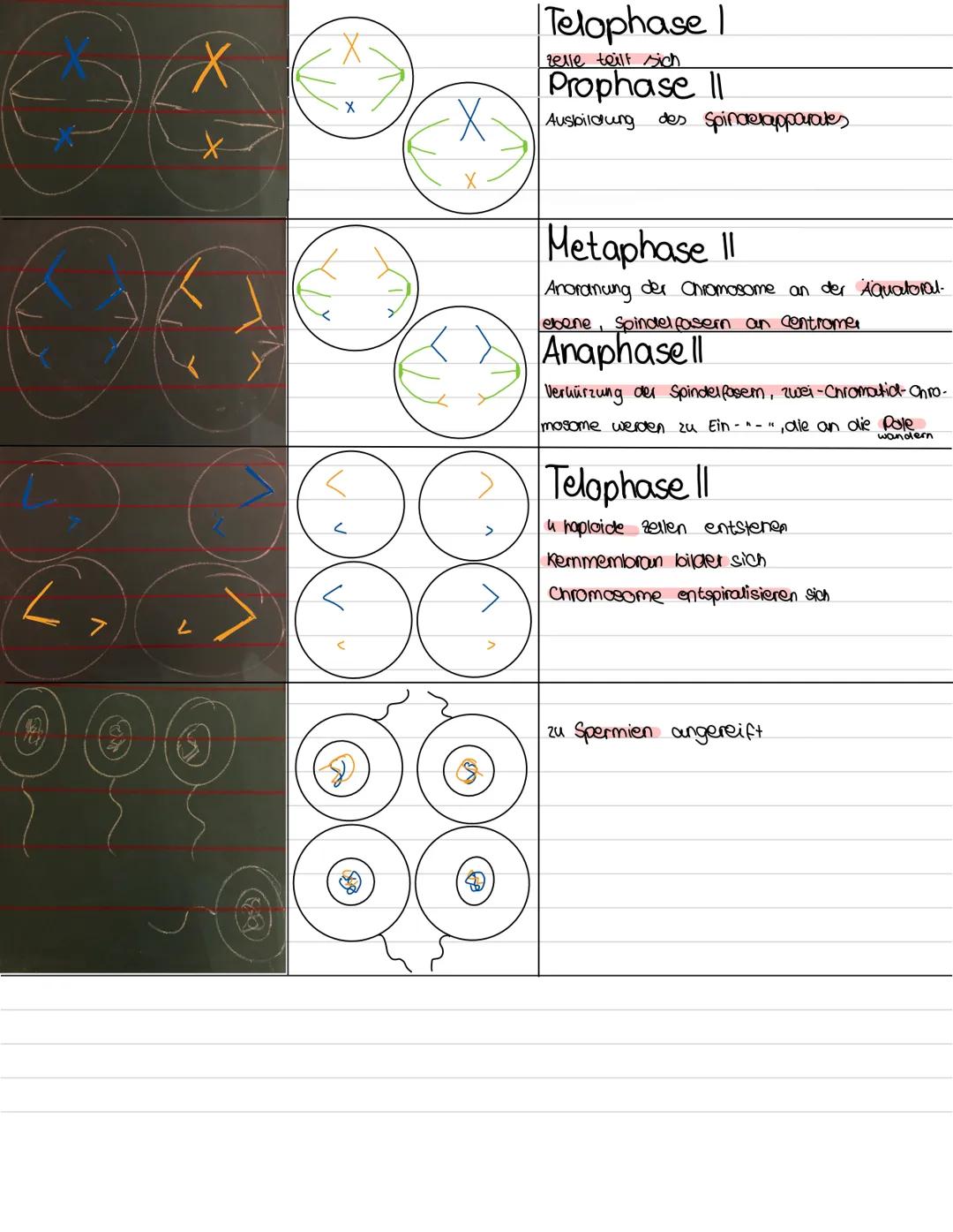 Wie entstent ein haploider Chromosomensatz ?

2 n
= 4

(diploid)
zwei Chromosomensätze mit der insgesamten Chromosomen-
canzahl 4.
Chromosom