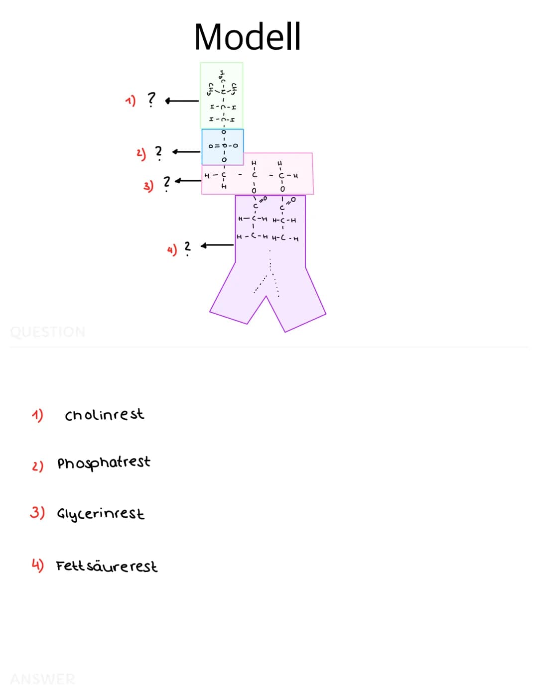 QUESTION
-
-
Bau der Biomembran
Im Elektronenmikroskop zeigt sich die Membran
als dreischichtiges Band
Dieses Schichtmuster bei allen Membra
