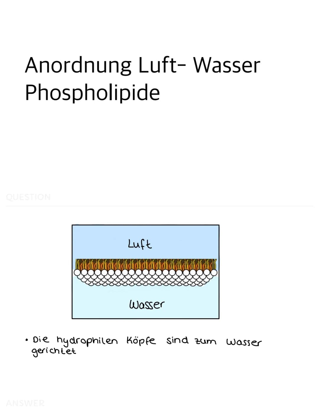 QUESTION
-
-
Bau der Biomembran
Im Elektronenmikroskop zeigt sich die Membran
als dreischichtiges Band
Dieses Schichtmuster bei allen Membra
