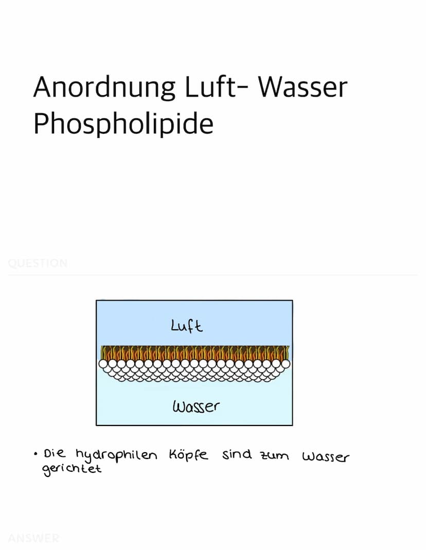 QUESTION
-
-
Bau der Biomembran
Im Elektronenmikroskop zeigt sich die Membran
als dreischichtiges Band
Dieses Schichtmuster bei allen Membra