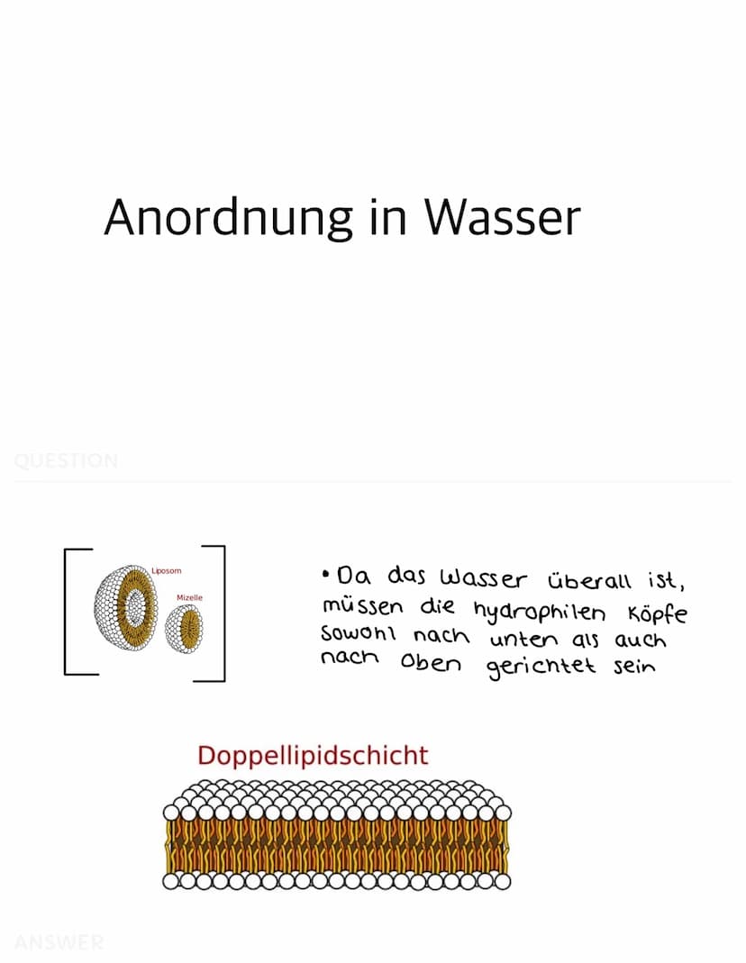 QUESTION
-
-
Bau der Biomembran
Im Elektronenmikroskop zeigt sich die Membran
als dreischichtiges Band
Dieses Schichtmuster bei allen Membra