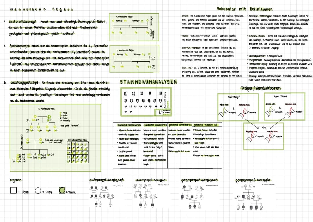 Genetik (Mendelsche Regeln/ Stammbaumanalysen)