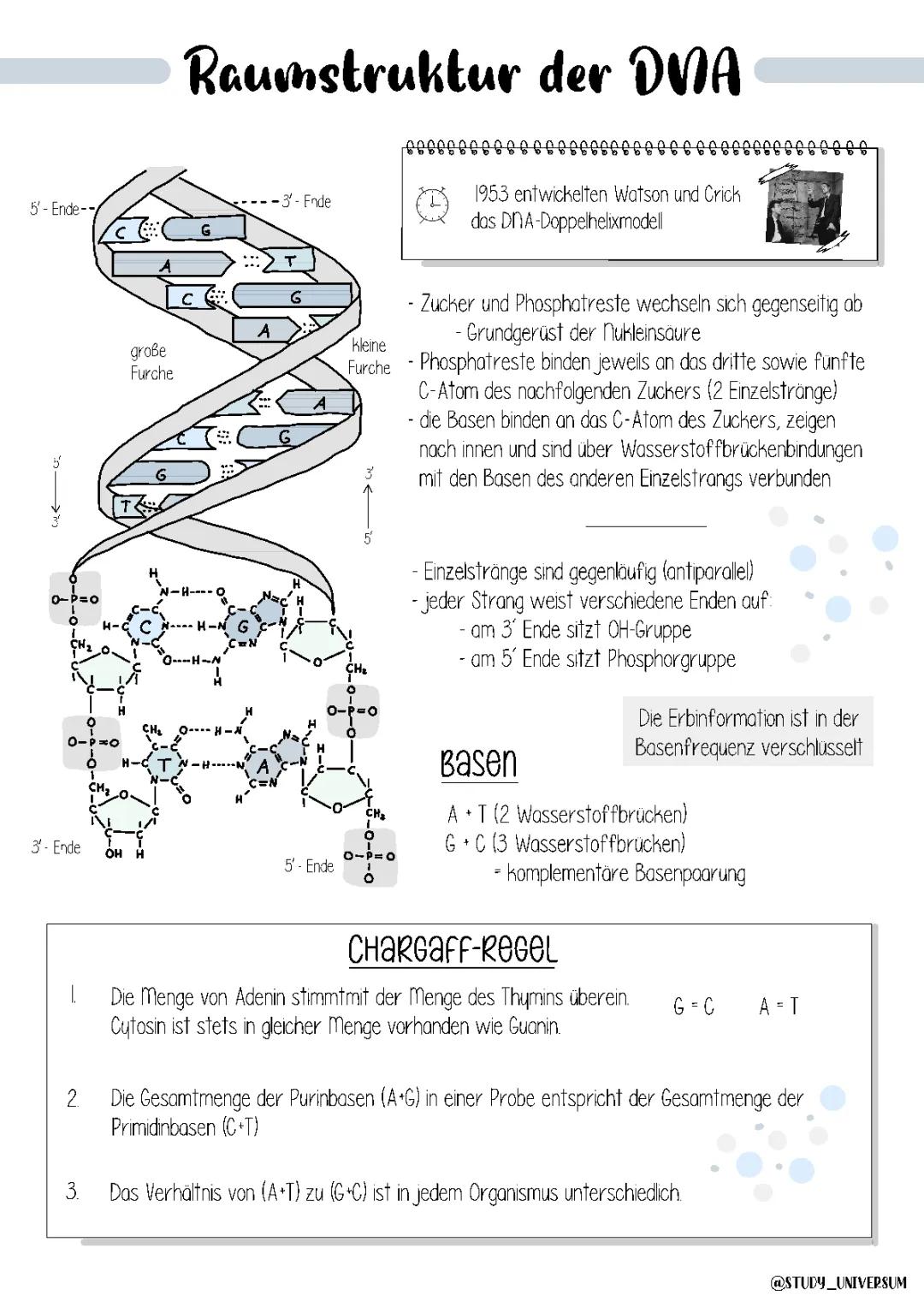 Raumstruktur der DNA