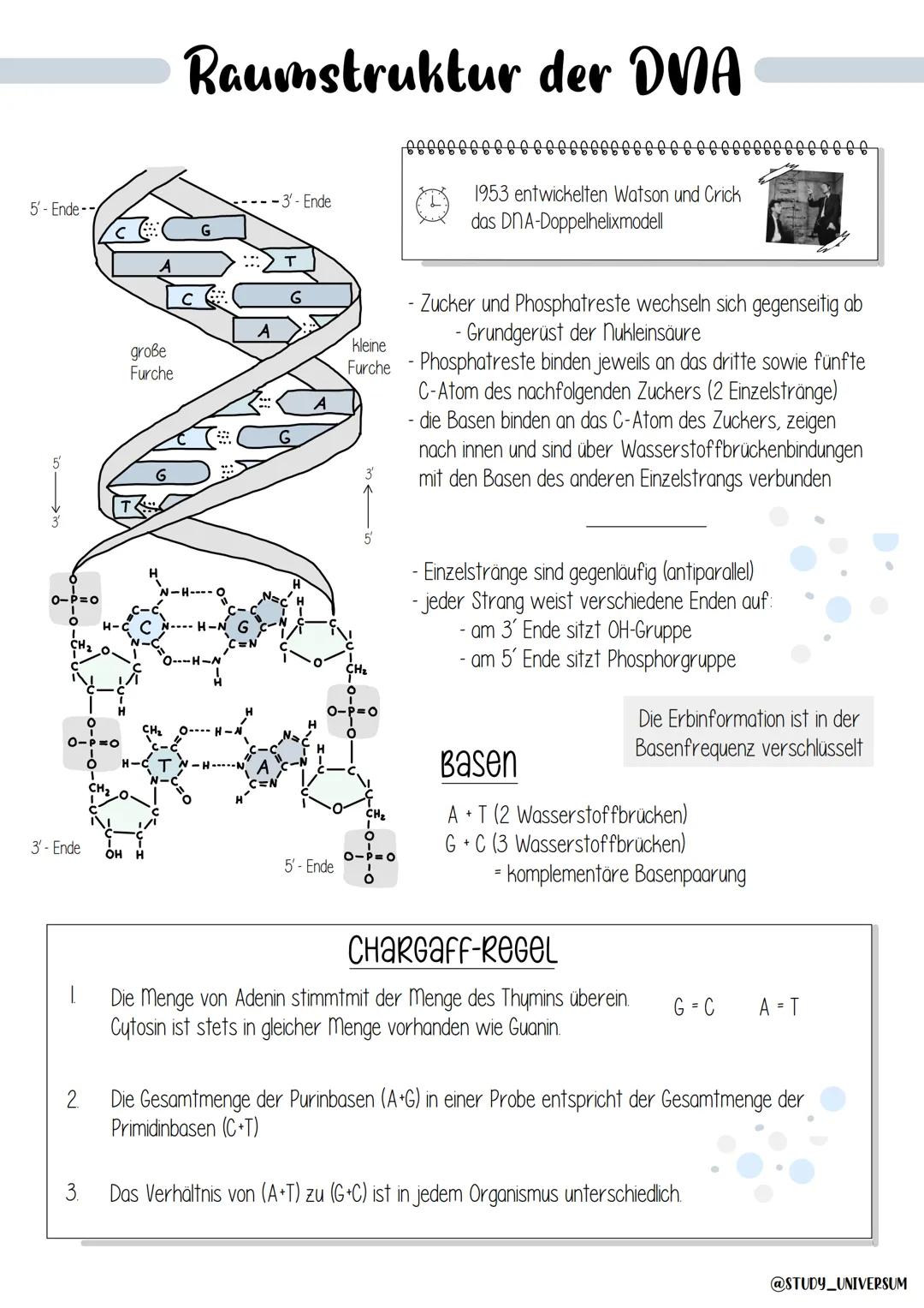 5'- Ende--
من يد
OIP=O
O
3' - Ende
große
Furche
H-CT
OH H
Raumstruktur der DNA
1953 entwickelten Watson und Crick
das DNA-Doppelhelixmodell
