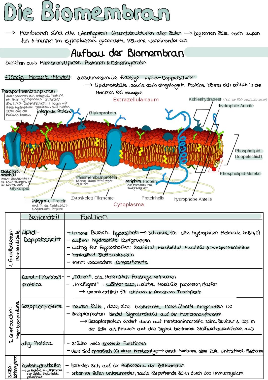 Die Biomembran 