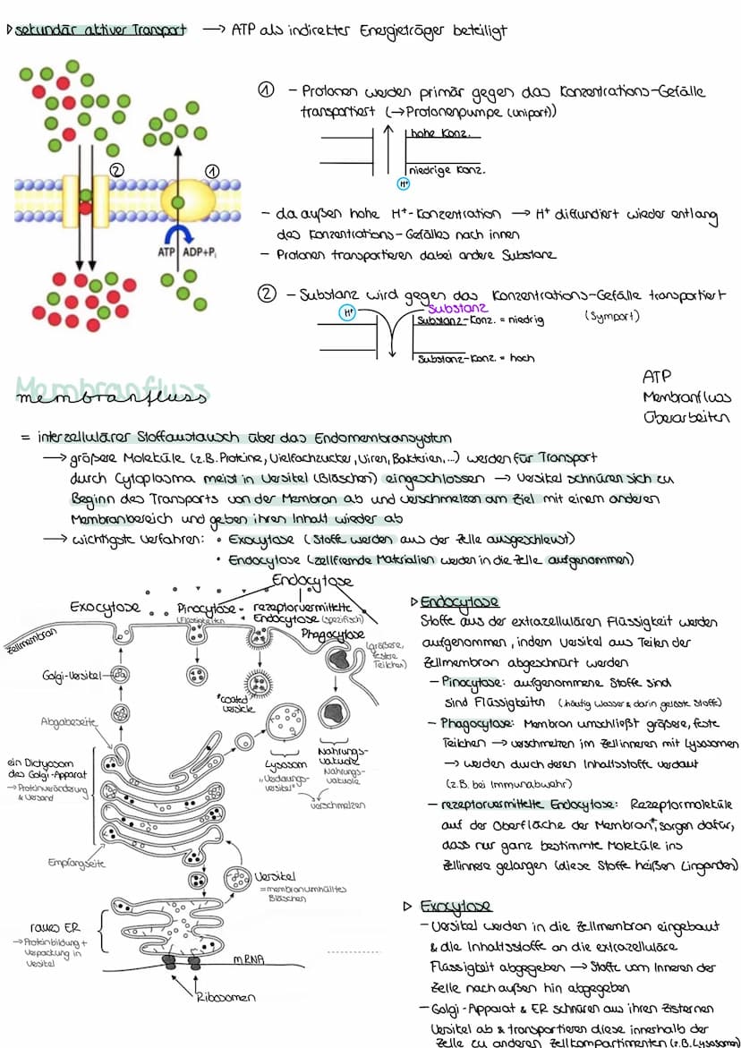 Die Biomembran
→ Membranen sind die wichtigsten Grundstrukturen aller Zellen → begrenzen Zelle nach außen
hin & trennen im Zytoplasma gesond