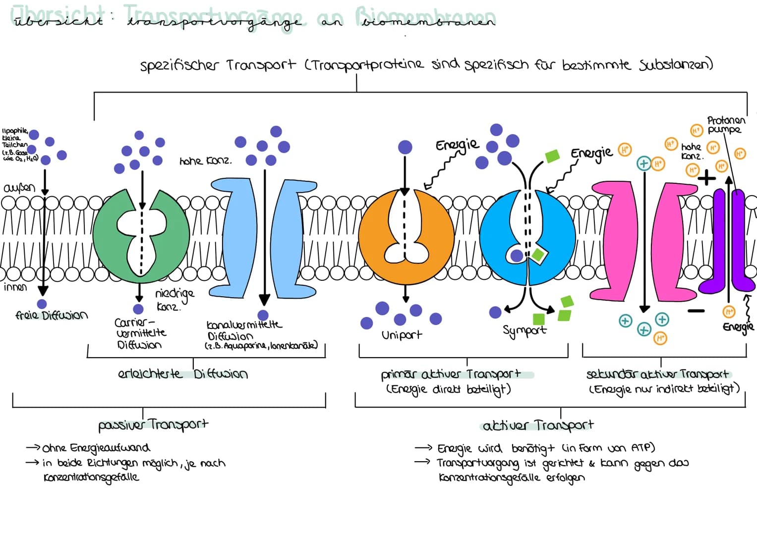 Die Biomembran
→ Membranen sind die wichtigsten Grundstrukturen aller Zellen → begrenzen Zelle nach außen
hin & trennen im Zytoplasma gesond
