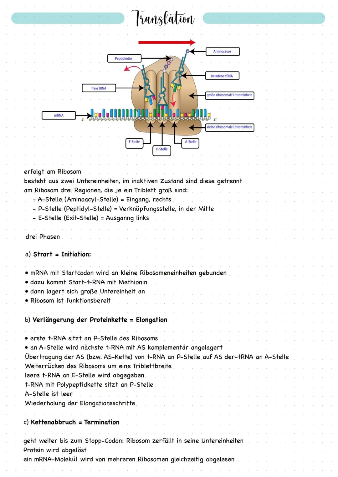 mRNA
drei Phasen
freie tRNA
a) Strart Initiation:
Translation
Peptidkette
1001
E-Stelle
aaaaaaa8
dann lagert sich große Untereinheit an
• Ri