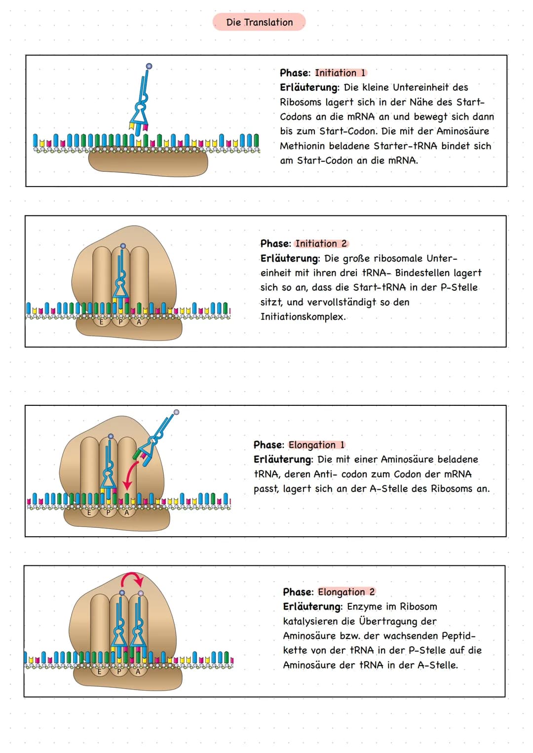 mRNA
drei Phasen
freie tRNA
a) Strart Initiation:
Translation
Peptidkette
1001
E-Stelle
aaaaaaa8
dann lagert sich große Untereinheit an
• Ri
