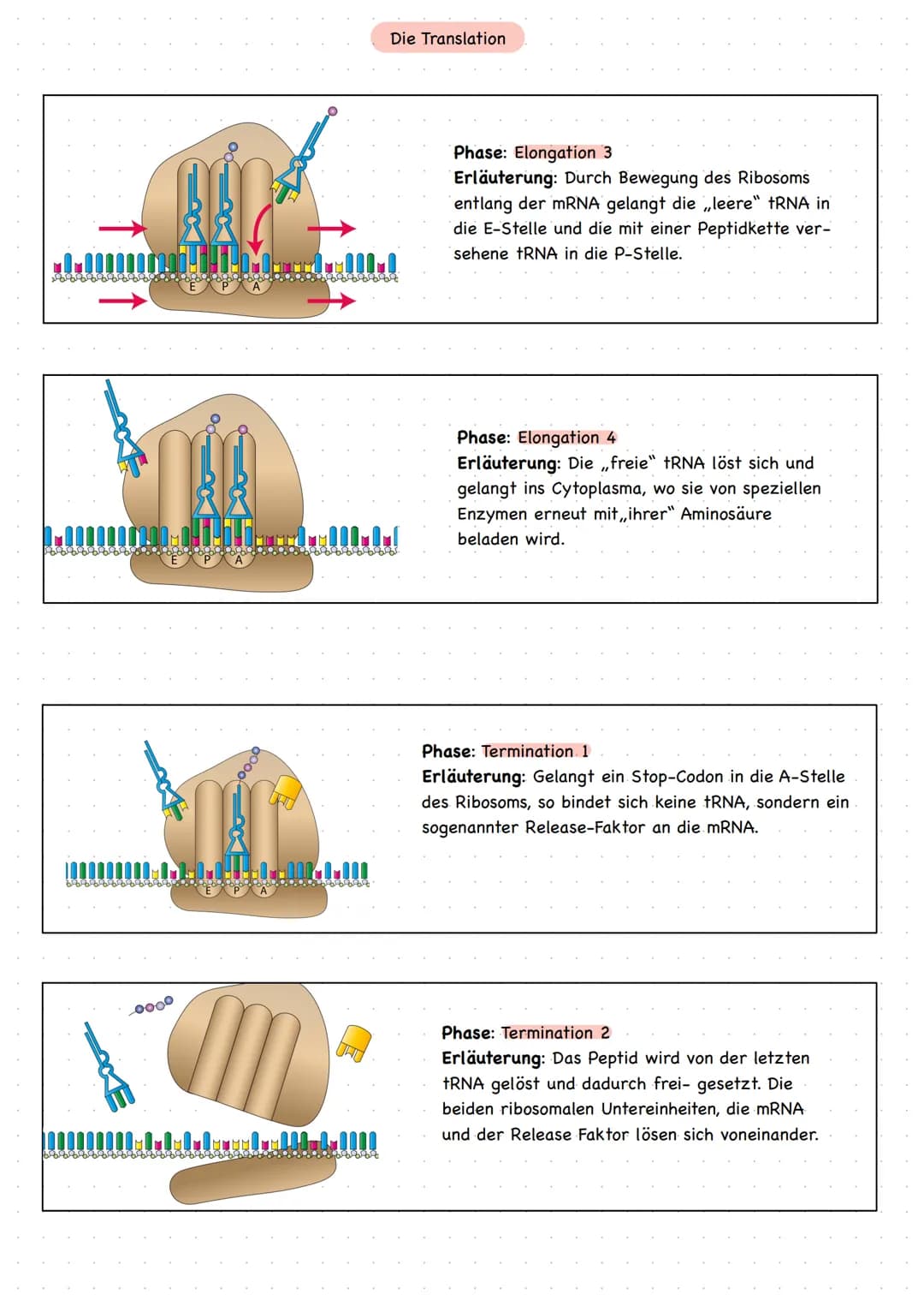 mRNA
drei Phasen
freie tRNA
a) Strart Initiation:
Translation
Peptidkette
1001
E-Stelle
aaaaaaa8
dann lagert sich große Untereinheit an
• Ri