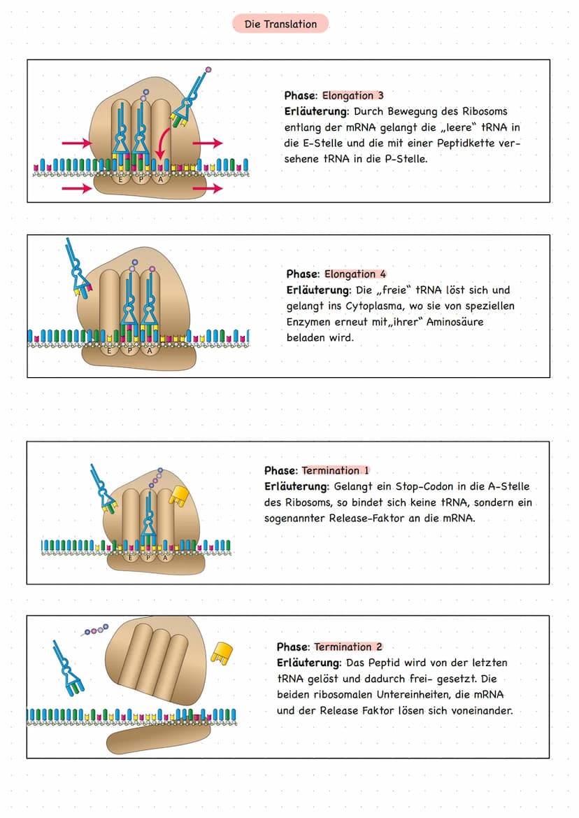 mRNA
drei Phasen
freie tRNA
a) Strart Initiation:
Translation
Peptidkette
1001
E-Stelle
aaaaaaa8
dann lagert sich große Untereinheit an
• Ri