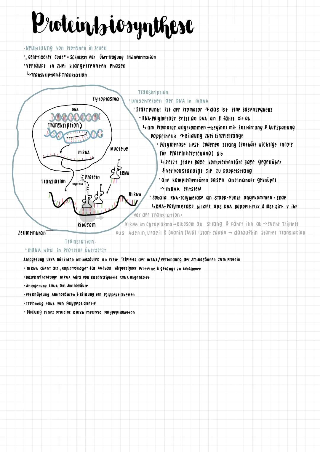 Proteinbiosynthese
-Neubildung von Proteinen in Zellen
Genetischer Code" = Schlüssel für Übertragung Erbinformation
verläuft in zwei klar ge