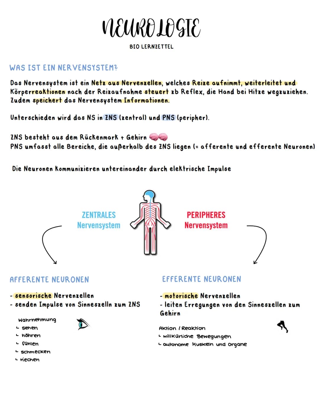 WAS IST EIN NERVENSYSTEM?
Das Nervensystem ist ein Netz aus Nervenzellen, welches Reize aufnimmt, weiterleitet und
Körperreaktionen nach der
