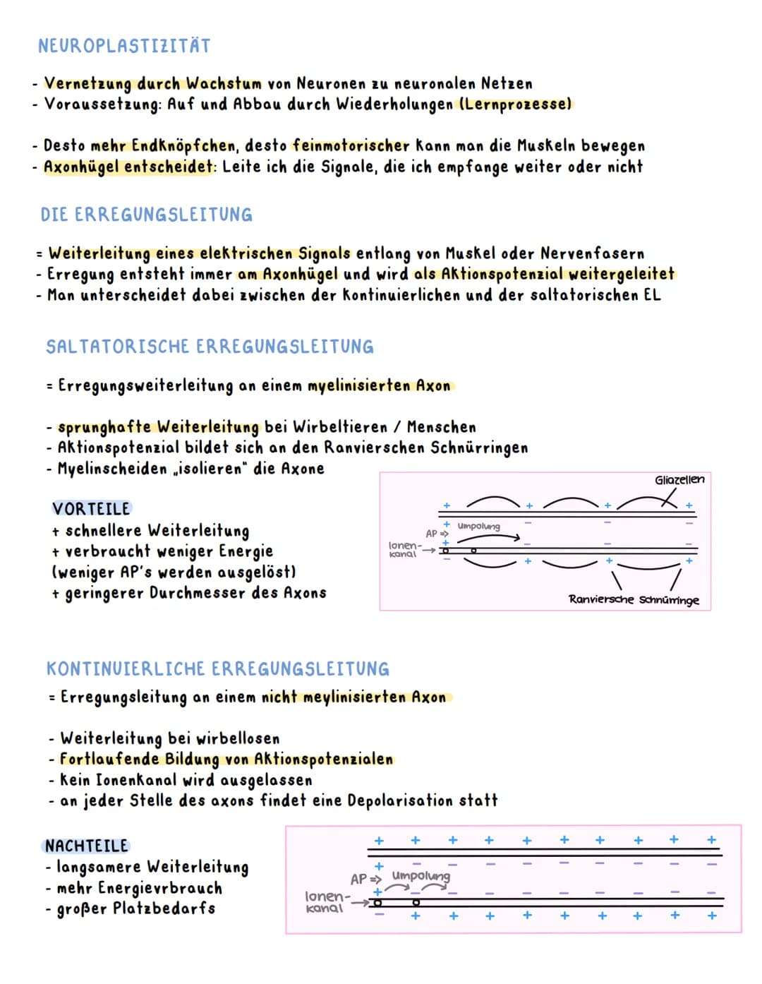 WAS IST EIN NERVENSYSTEM?
Das Nervensystem ist ein Netz aus Nervenzellen, welches Reize aufnimmt, weiterleitet und
Körperreaktionen nach der