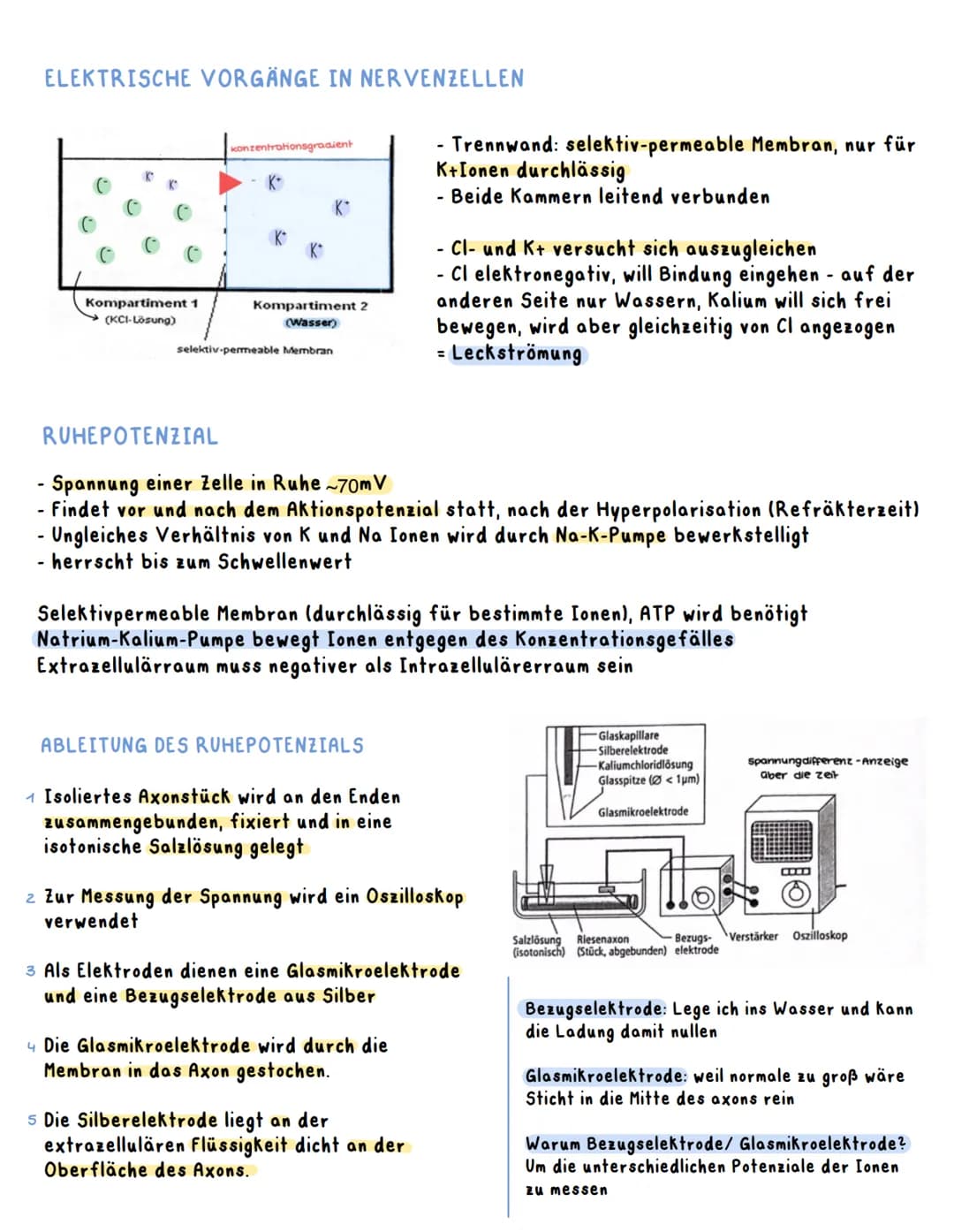 WAS IST EIN NERVENSYSTEM?
Das Nervensystem ist ein Netz aus Nervenzellen, welches Reize aufnimmt, weiterleitet und
Körperreaktionen nach der