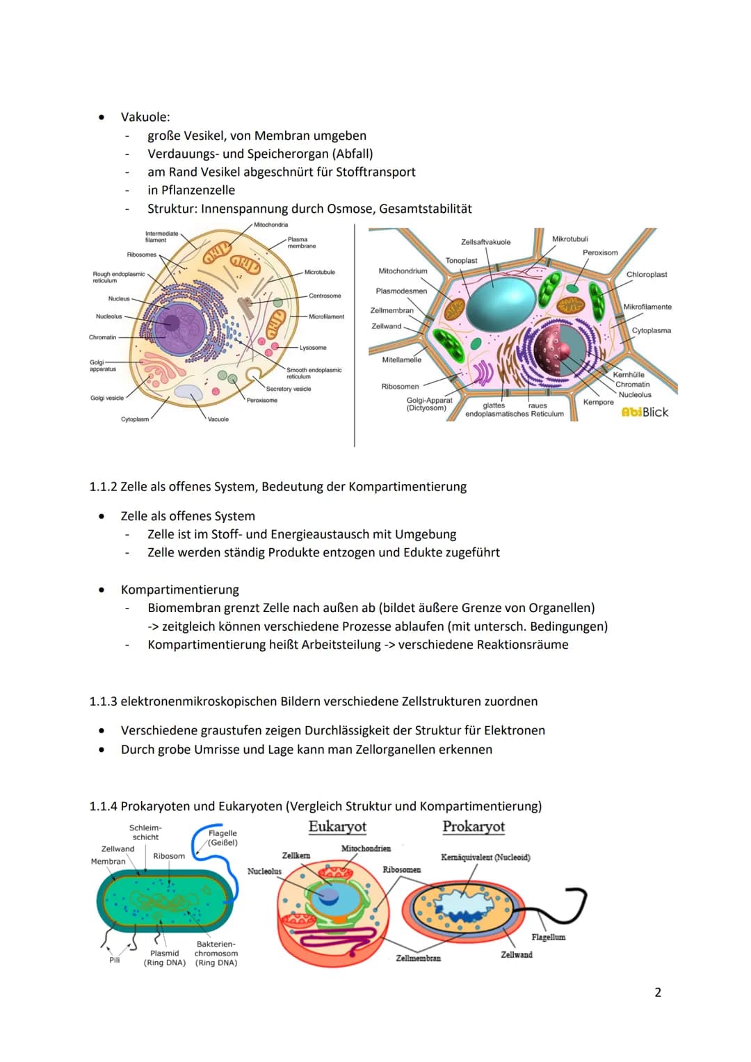 Bio LK Abitur 2023
1. System Zelle
1.1 Zellorganellen
1.1.1 Struktur und Funktion der Zellorganellen
●
●
●
Zellkern (Nucleus):
enthält Großt