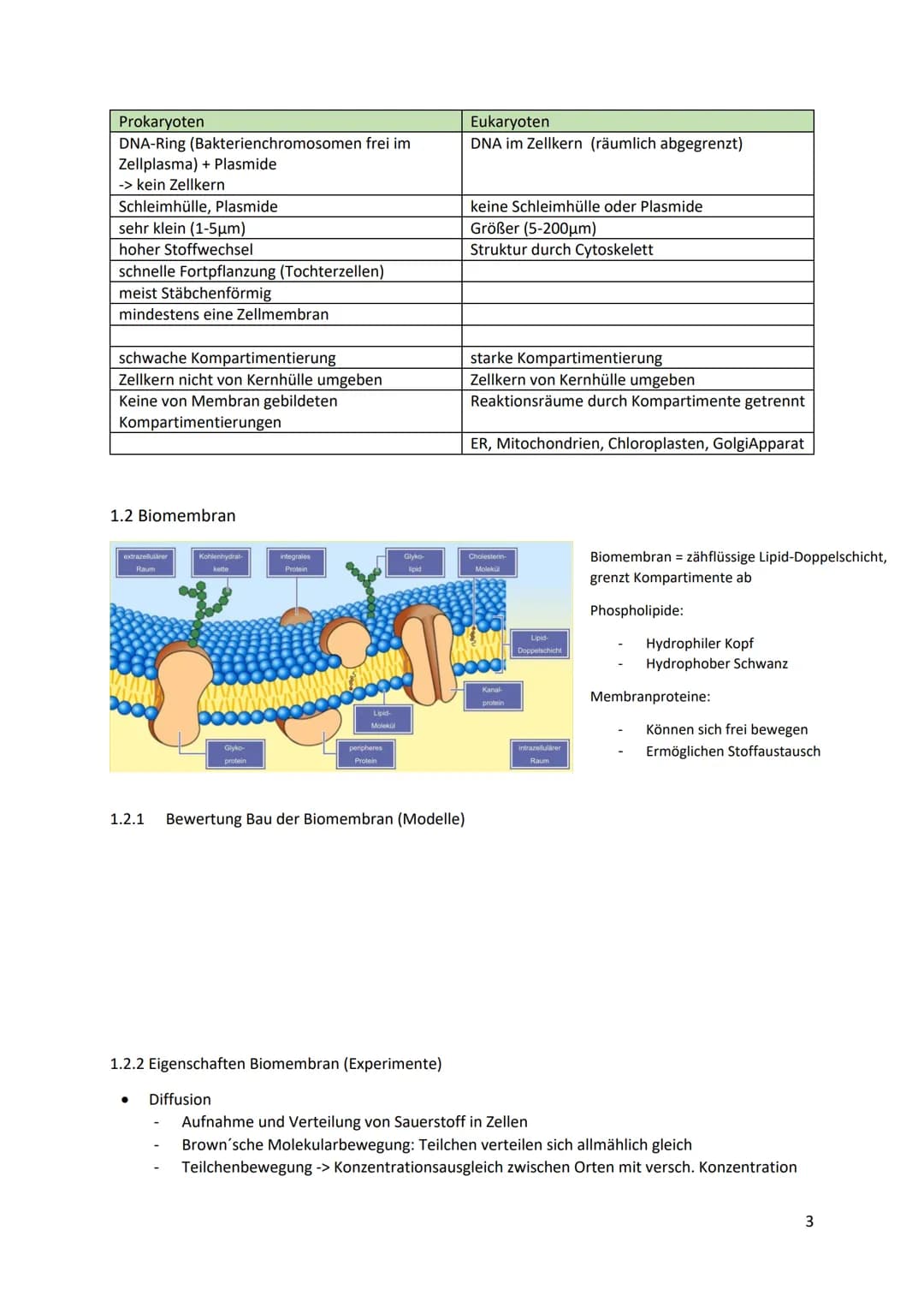 Bio LK Abitur 2023
1. System Zelle
1.1 Zellorganellen
1.1.1 Struktur und Funktion der Zellorganellen
●
●
●
Zellkern (Nucleus):
enthält Großt