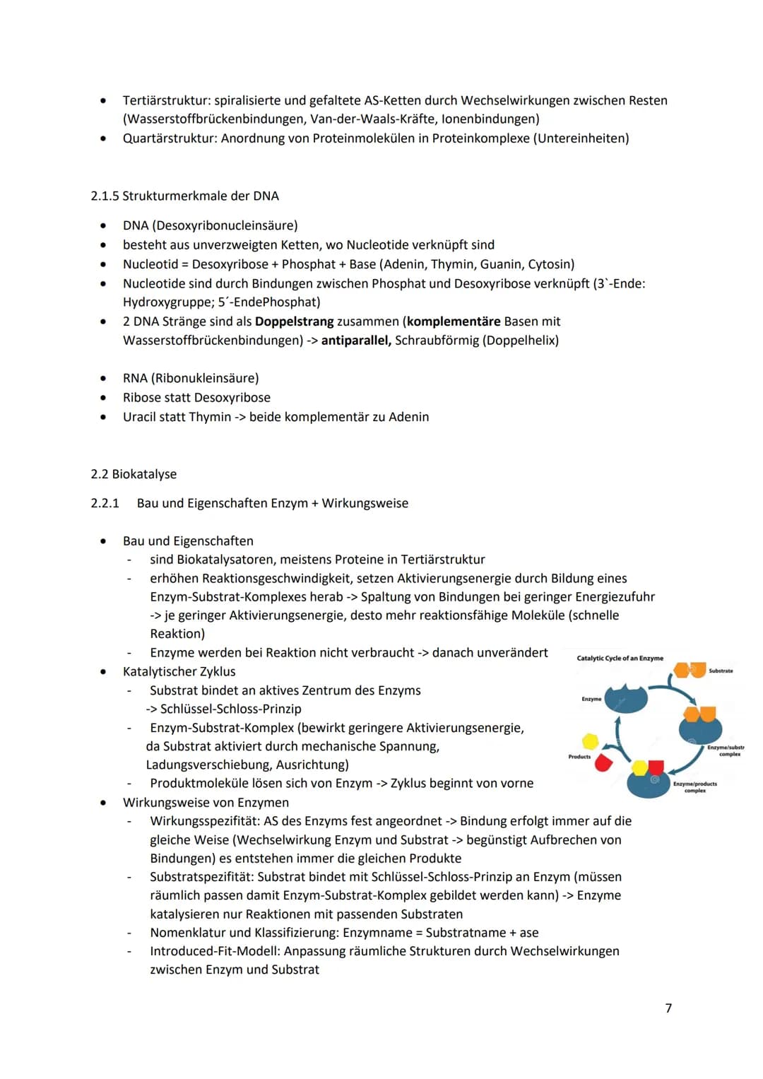 Bio LK Abitur 2023
1. System Zelle
1.1 Zellorganellen
1.1.1 Struktur und Funktion der Zellorganellen
●
●
●
Zellkern (Nucleus):
enthält Großt